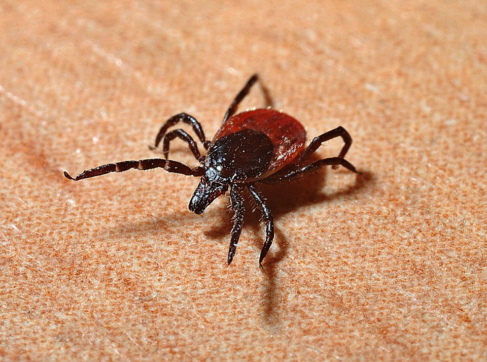 Battle Back against Lyme Disease using Infrared Saunas to Fight Symptoms