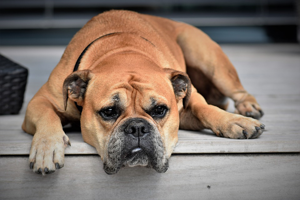 Is Sauna safe for your Pet? Is Using a Sauna for your Pet Safe, Healthy, and Recommended – Hear from the Experts