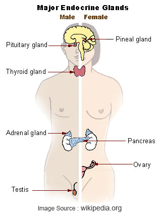 What is the Endocrine System and Can a Sauna Help Strengthen Yours – read here