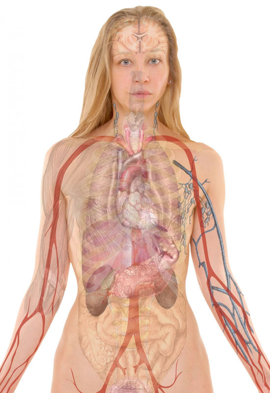 Can a Sauna Cleanse Your Liver and Kidneys – Undetected Illness Could be Holding You Back Can a Sauna Cleanse Your Liver and Kidneys – Undetected Illness Could be Holding You Back